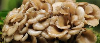 Ramuan Tradisional untuk Osteoporosis