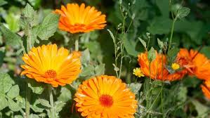 Ramuan Herbal untuk Mempercepat Proses Penyembuhan: Kembali Sehat dengan Pendekatan Alami