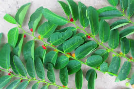 10 Ramuan Herbal untuk Mempercepat Pemulihan Pasca Melahirkan