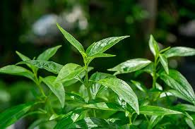 Herbal untuk Kesehatan Jantung: Meningkatkan Kesehatan Kardiovaskular Secara Alami