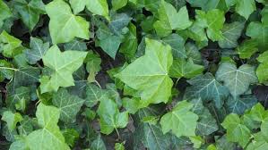 Ramuan Herbal Alami untuk Mengatasi Selulit dan Meratakan Tekstur Kulit