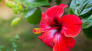 Herbal untuk Menyehatkan Paru-Paru: Menjaga Kesehatan Pernapasan secara Alami