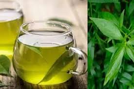 Daun Sambiloto: Manfaat, Kandungan, dan Penggunaan dalam Pengobatan Tradisional