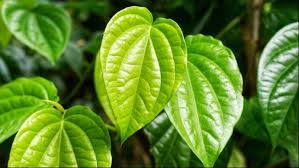 Manfaat Daun Sirih untuk Asam Lambung: Solusi Alami yang Efektif