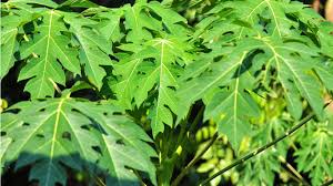 Manfaat Daun Pepaya sebagai Obat Lambung Alami