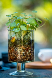 ramuan herbal memperlambat penuaan