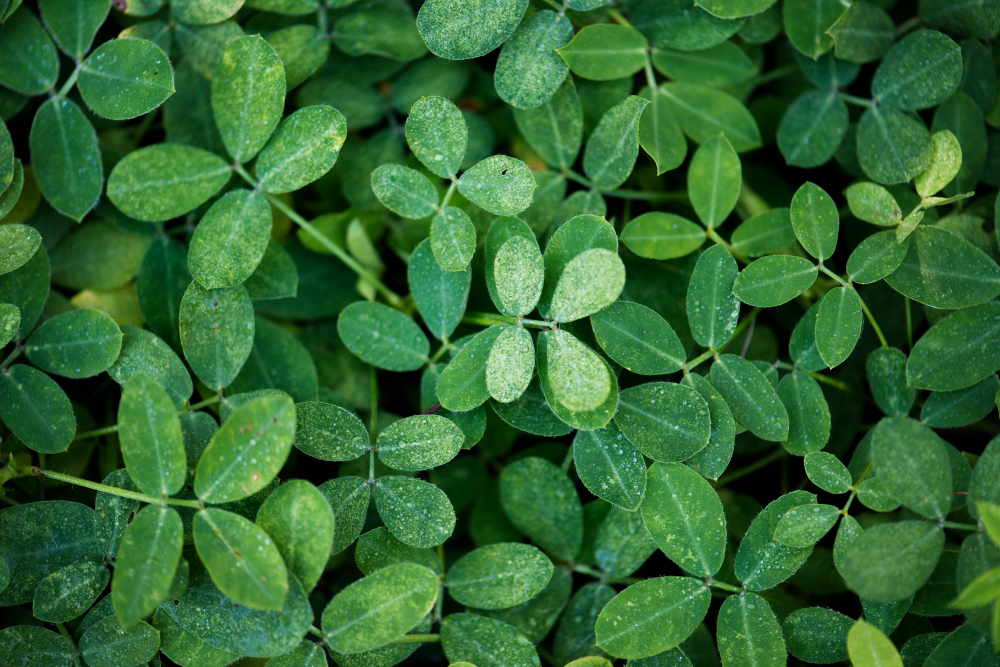 Daun kelor